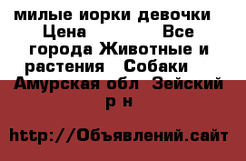 милые иорки девочки › Цена ­ 15 000 - Все города Животные и растения » Собаки   . Амурская обл.,Зейский р-н